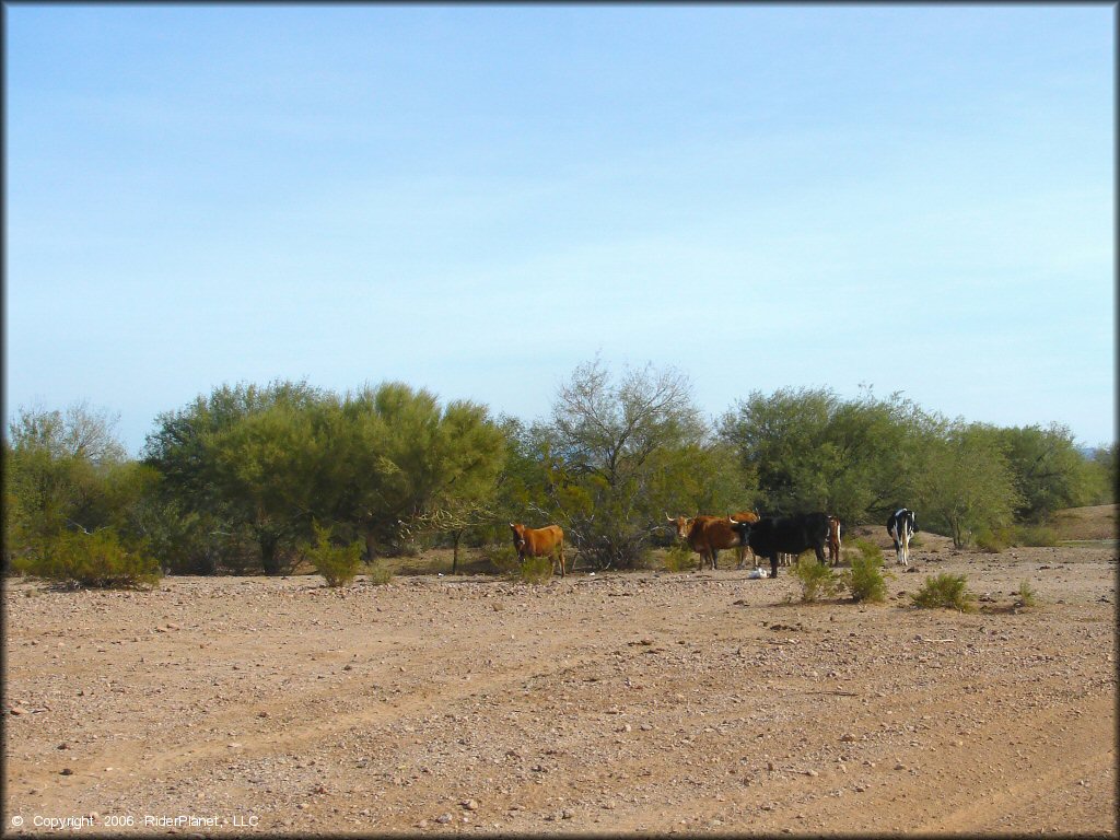 Scenery at Desert Wells Multiuse Area Trail