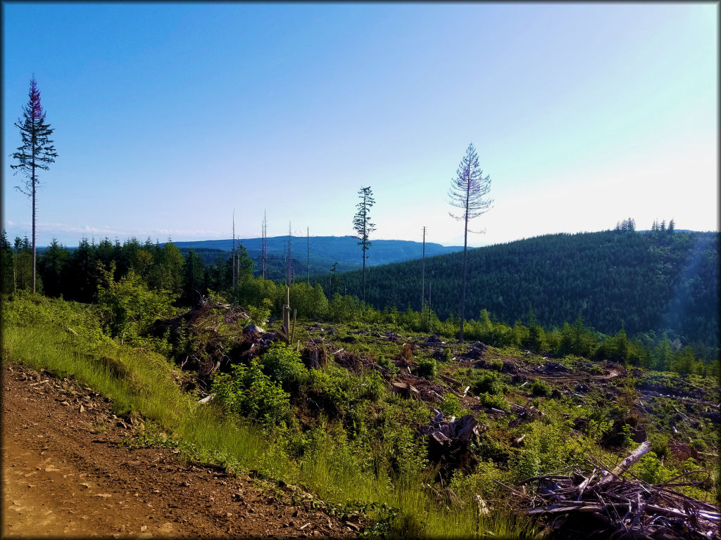 A scenic photo of the forest and mountains taken from the trail.