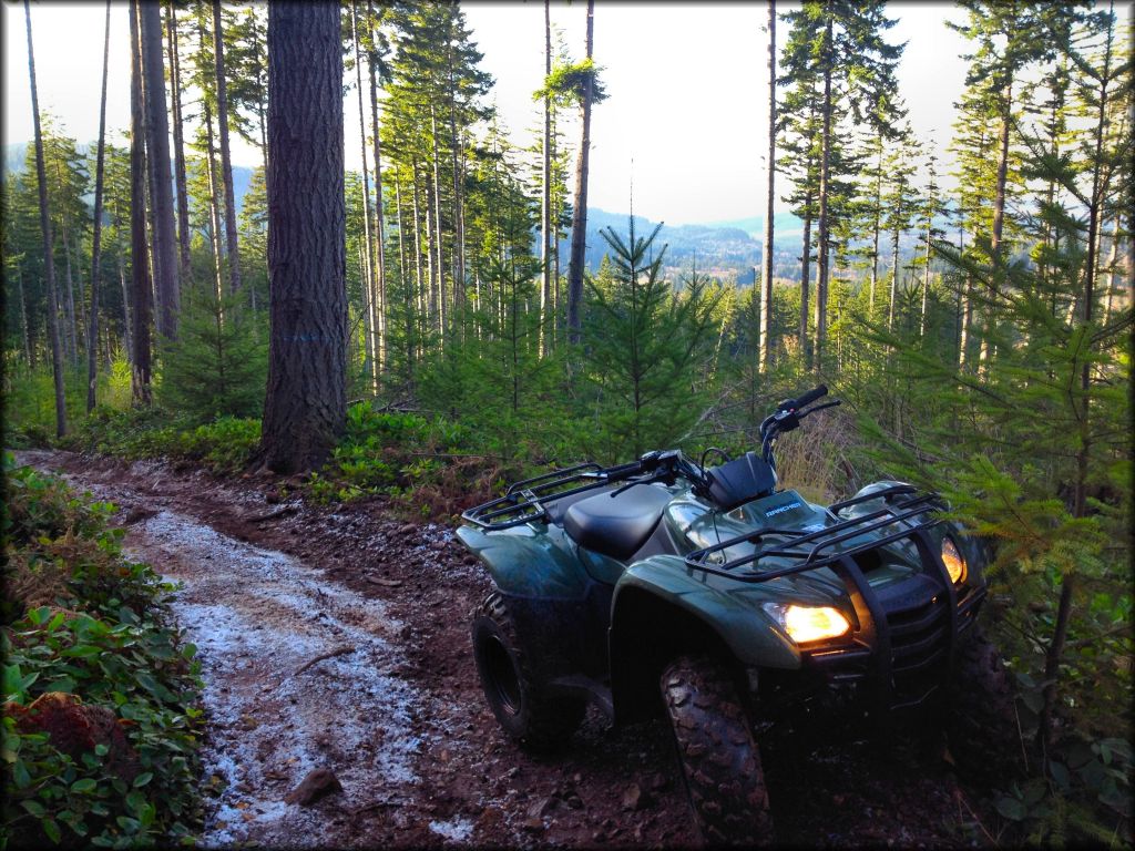 Capitol State Forest Trail