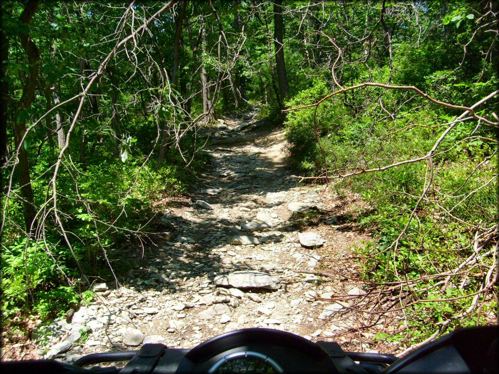 A view of rocky ATV trail surrounded by trees and vegetation.