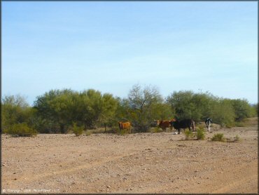 Scenic view at Desert Wells Multiuse Area Trail