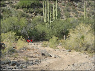 Honda TRX250 parked near tall saguaro cactus.