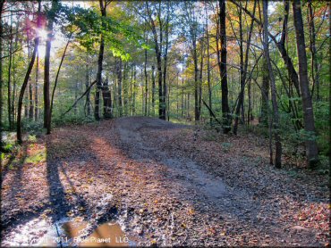 A trail at Pittsfield State Forest Trail