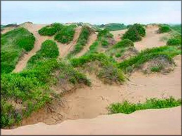Example of terrain at Beaver Dunes State Park OHV Area