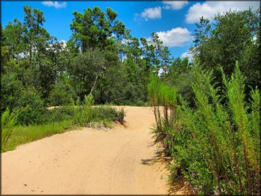 Close up photo of ATV trail winding though various scrub brush and pine trees.