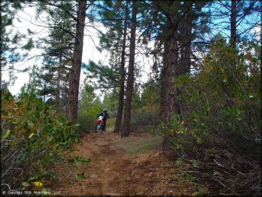 Honda CRF Motorcycle at Prosser Hill OHV Area Trail