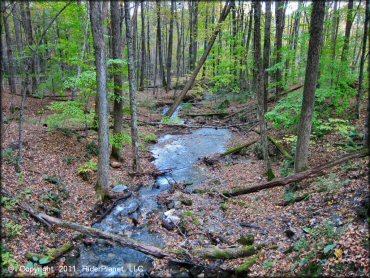 Scenery from Pittsfield State Forest Trail