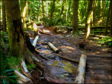 Close up photo of a rugged and muddy ATV trail with fallen branches and cut logs.