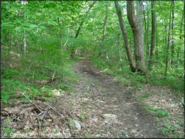 A trail at Pachaug State Forest Trail
