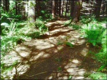 A trail at Bradley Hills ORV Area Trail