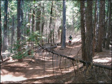 Honda CRF Trail Bike at Elkins Flat OHV Routes Trail