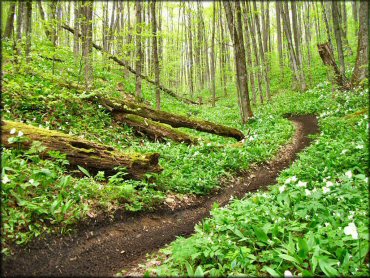 Tomahawk Motorcycle Trail