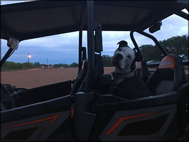 Pet dog sitting in back seat of Polaris RZR 1000 UTV.