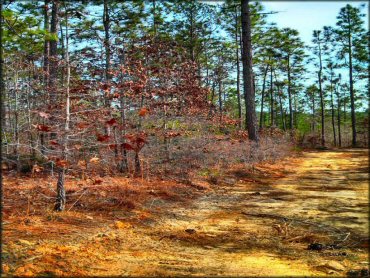A trail at MX 56 Track and Trails OHV Area