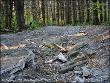 Pittsfield State Forest Trail