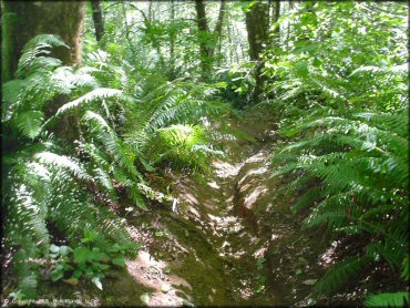 Terrain example at Diamond Mill OHV Area Trail