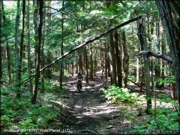 Honda CRF Trail Bike at Beartown State Forest Trail