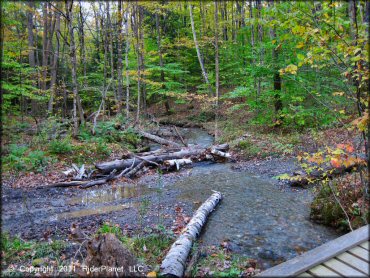 Scenery at Pittsfield State Forest Trail