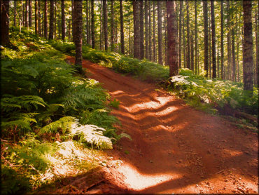 Another section of smooth ATV trail.