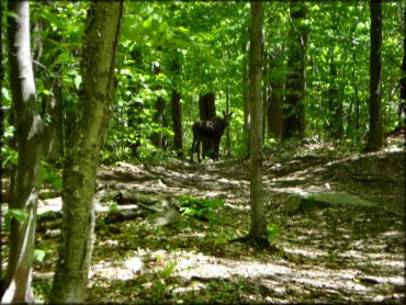 Tolland State Forest Trail