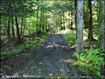 A trail at Camden ATV Trail