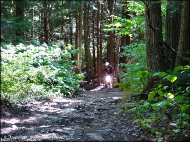 Example of terrain at Beartown State Forest Trail