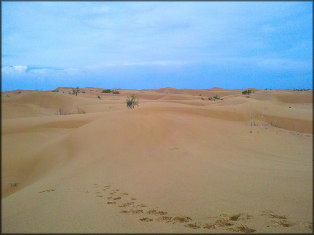 Kermit Sand Dunes Dune Area