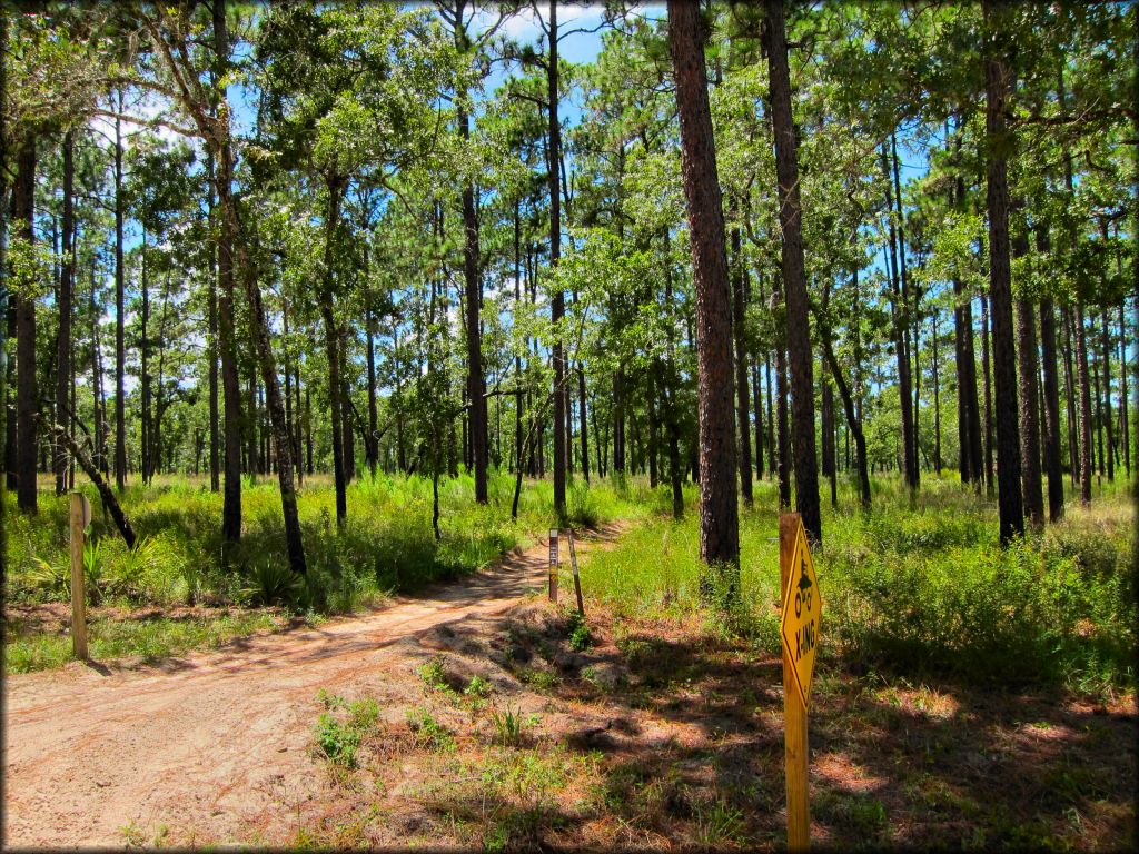 A photo of ATV trail with brown forest service carsonite markers and traffic signage.