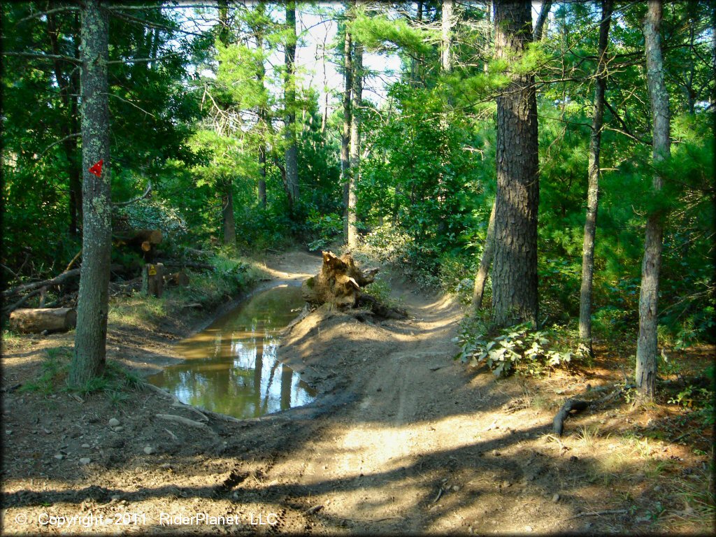 A trail at Freetown-Fall River State Forest Trail