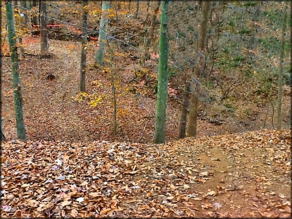 A close up photo of ATV trail covered with fall leaves.