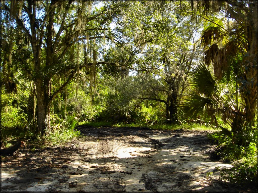 Sandy ATV trail surrounded by palmettos and heritage oak trees with spanish moss.