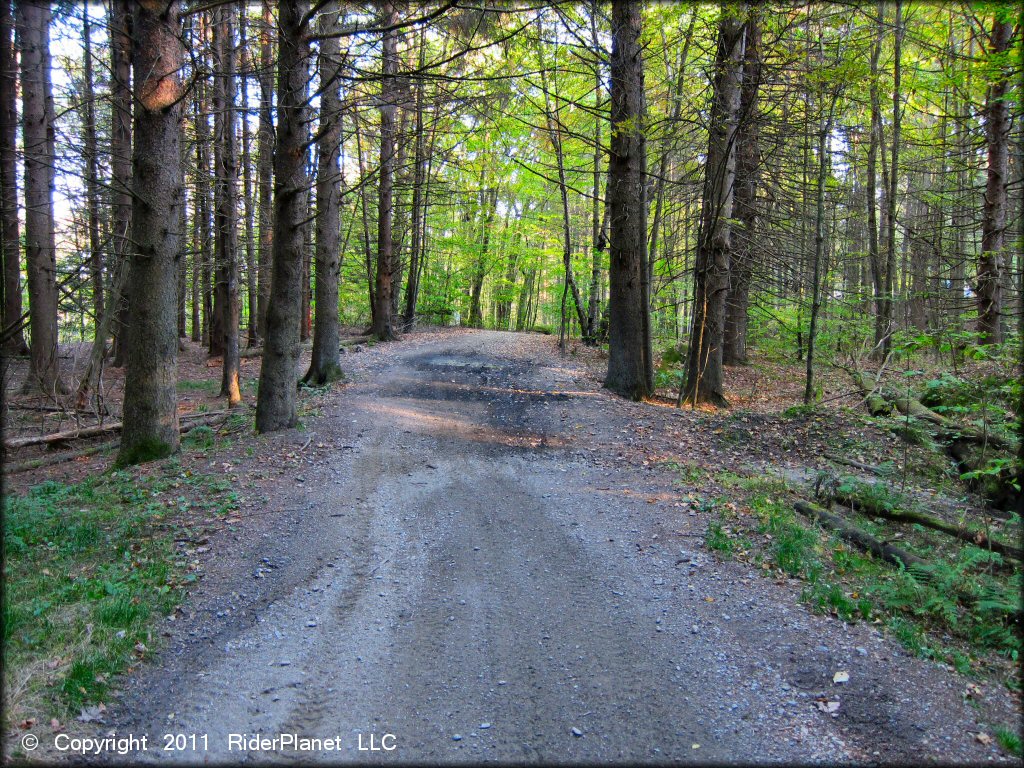A trail at Pittsfield State Forest Trail