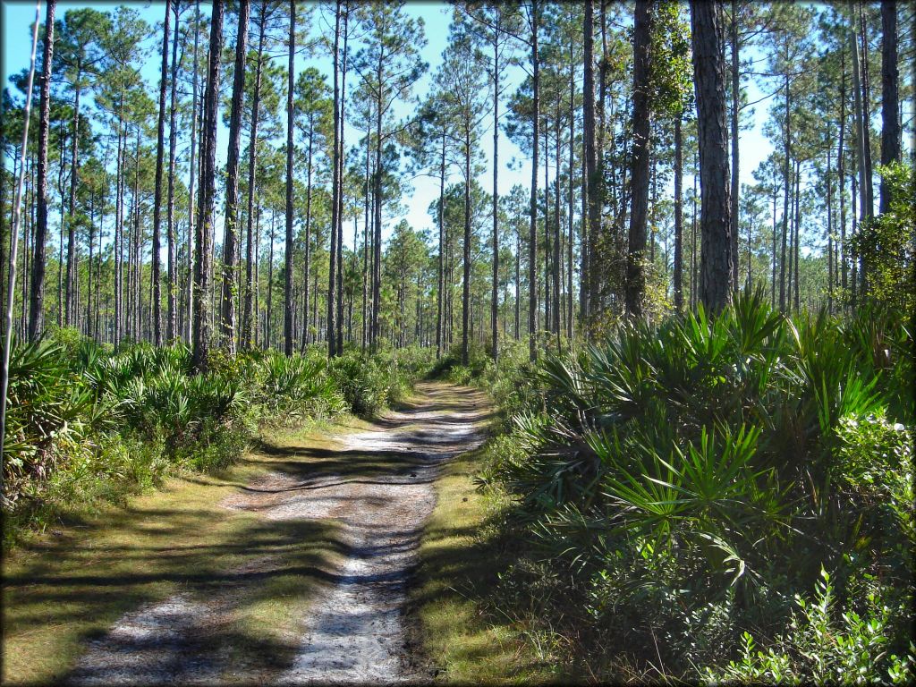 Florida Cracker Ranch Trail
