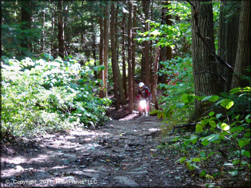 Example of terrain at Beartown State Forest Trail