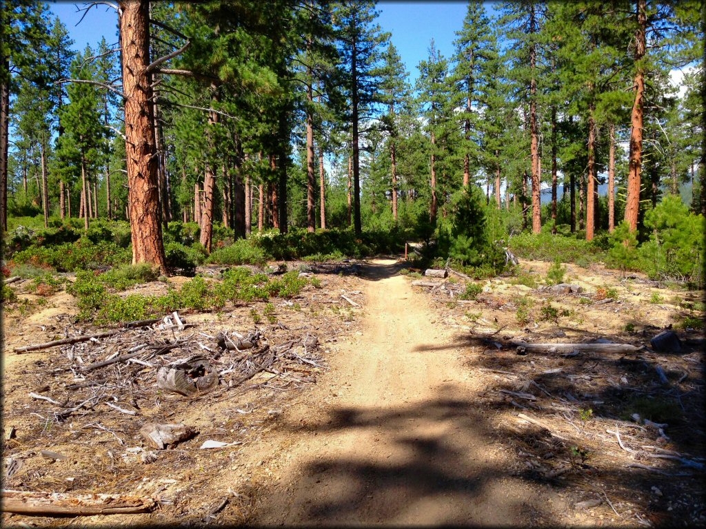 A trail at Three Trails OHV System