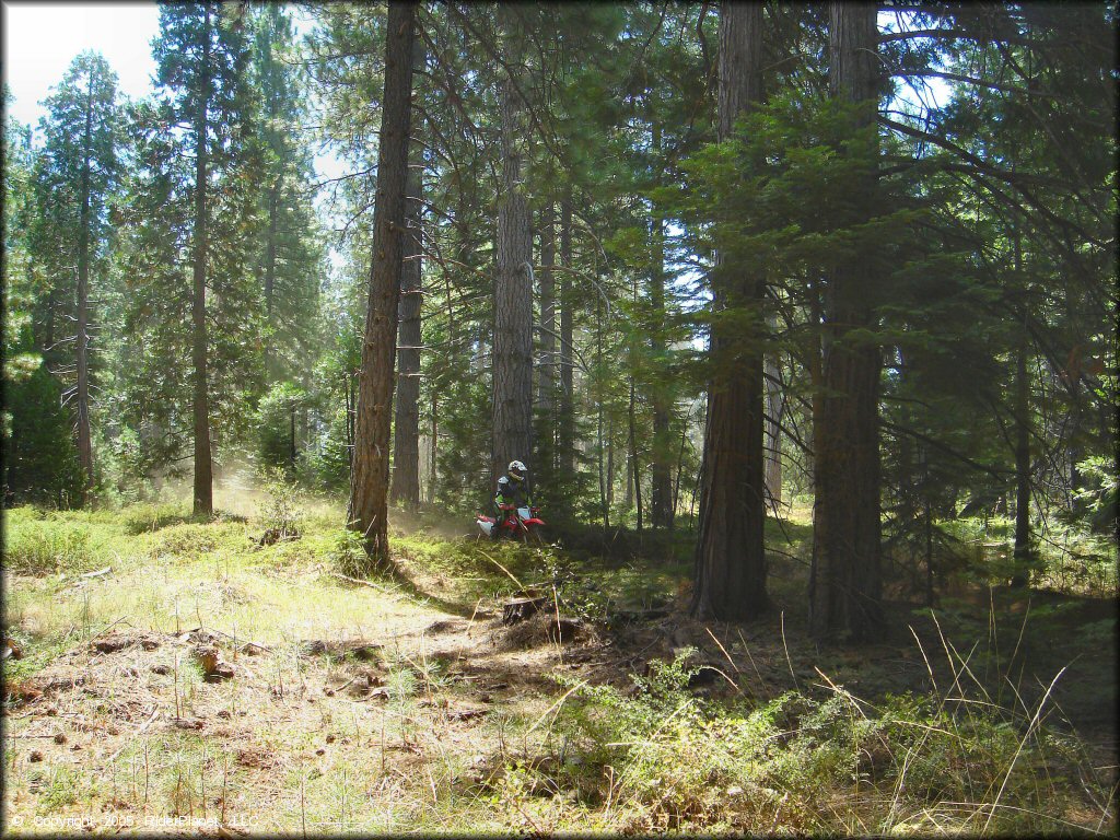 Honda CRF Motorcycle at Elkins Flat OHV Routes Trail