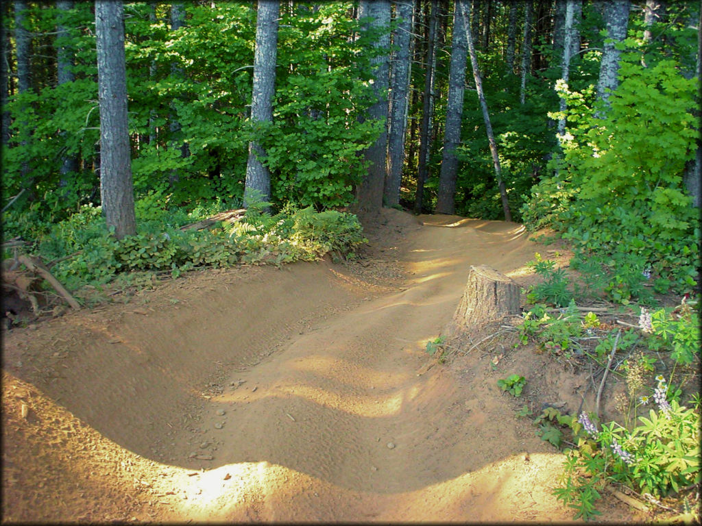 Scenic photo of windy and hardpacked ATV trail surrounded by trees and bushes at Browns Camp.