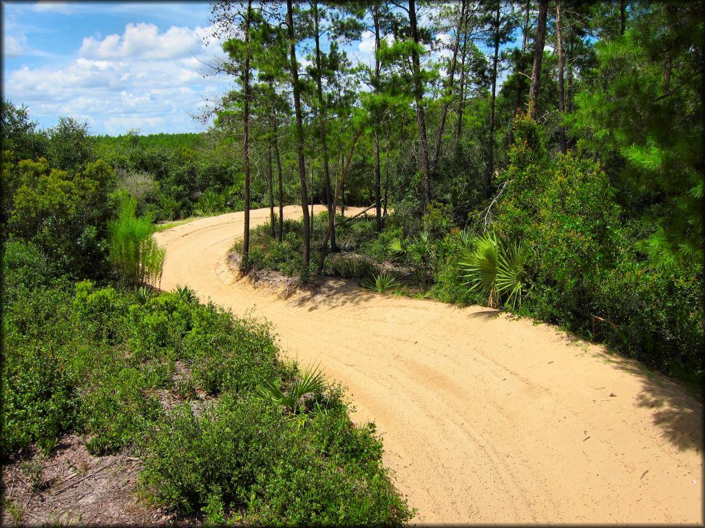 Scenic photo of wide and sandy UTV trail at Big Scrub OHV Area.