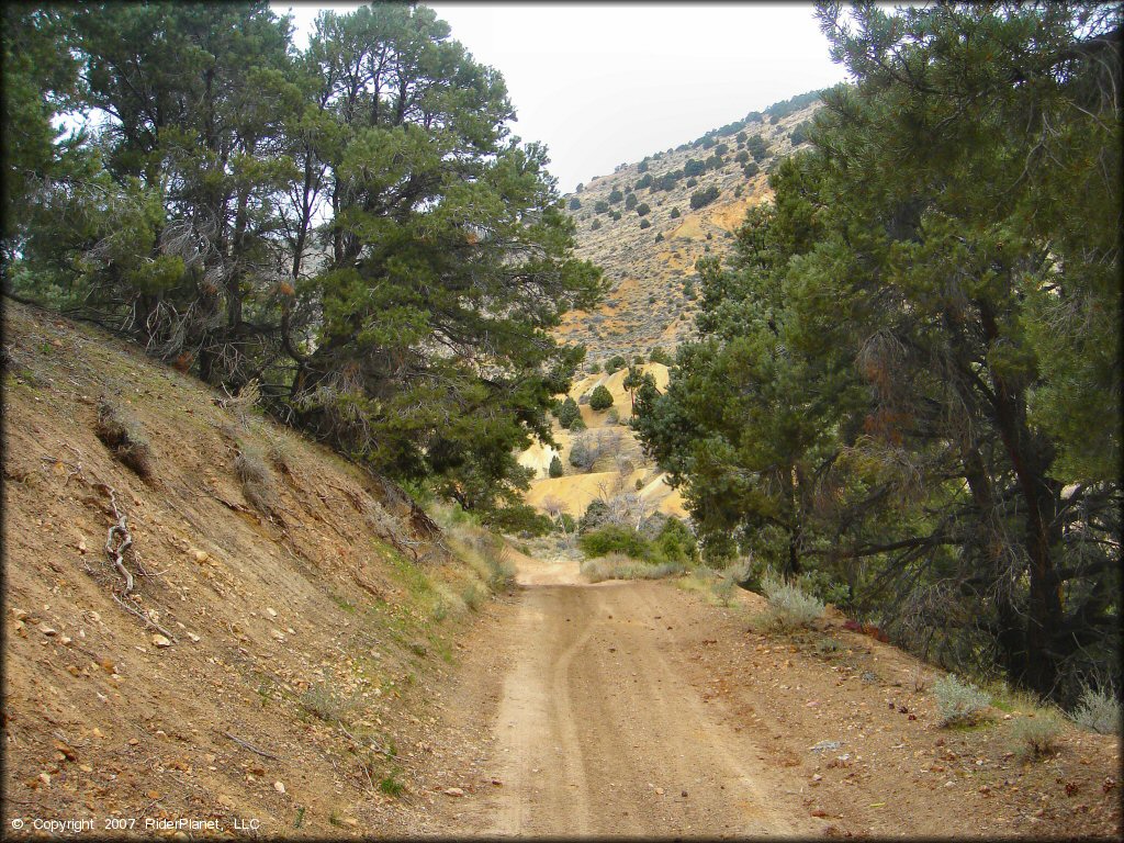 Dirt road surrounded by various juniper trees and sagebrush.