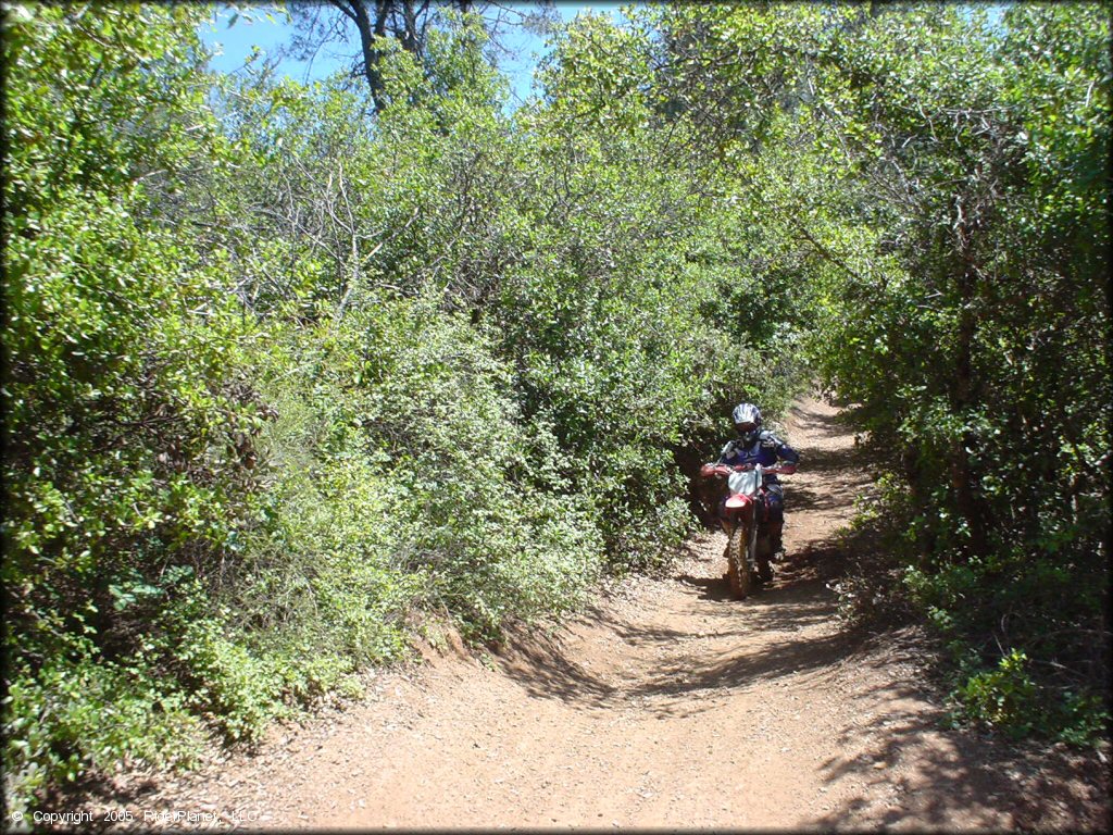 Rider on Honda CRF150 on wooded offroad trail at South Cow Mountain.