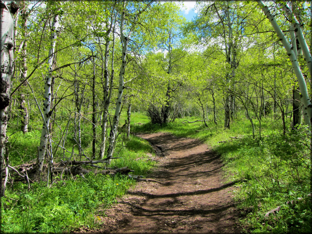 ATV trail surrounded by aspen trees and green grass.