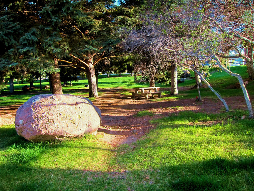 Picnic tables surrounded by mature pine trees at the Jackpot National Forest.