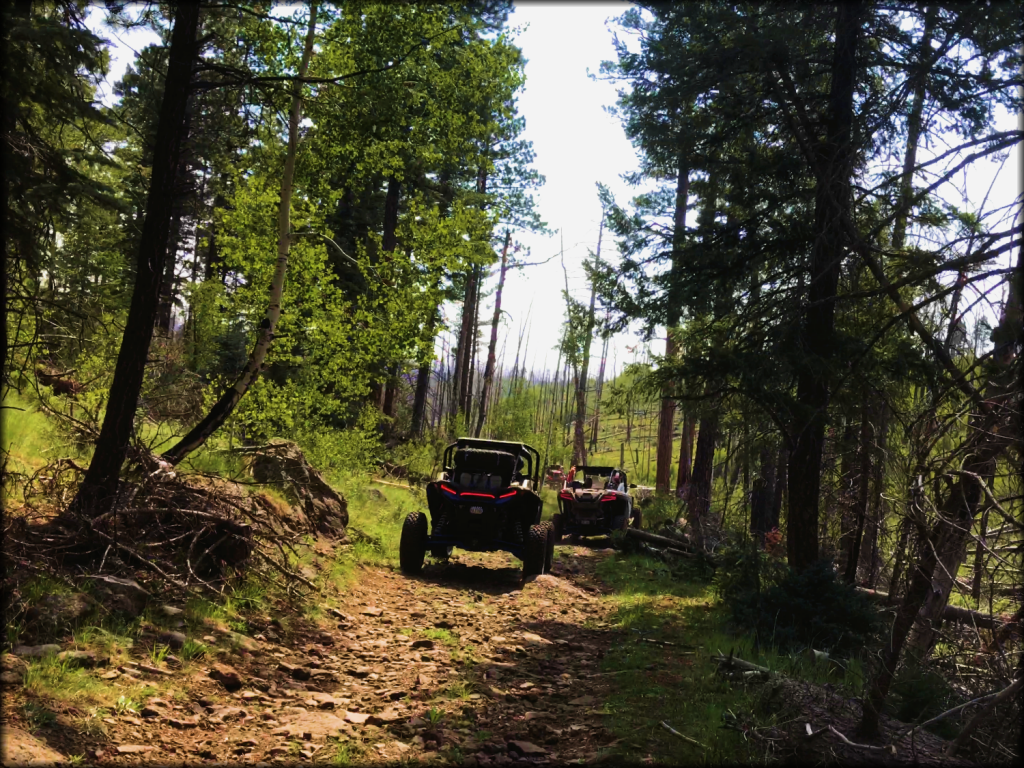 UTVs In The Woods