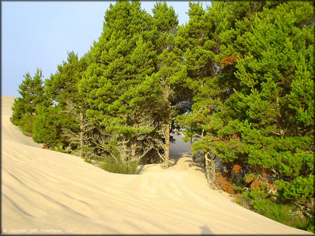 Scenic view of Oregon Dunes NRA - Florence Dune Area