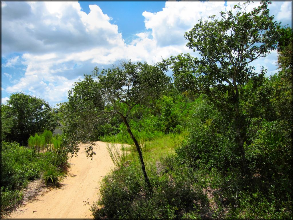 ATV trail surrounded by various scrub brush and pine trees.