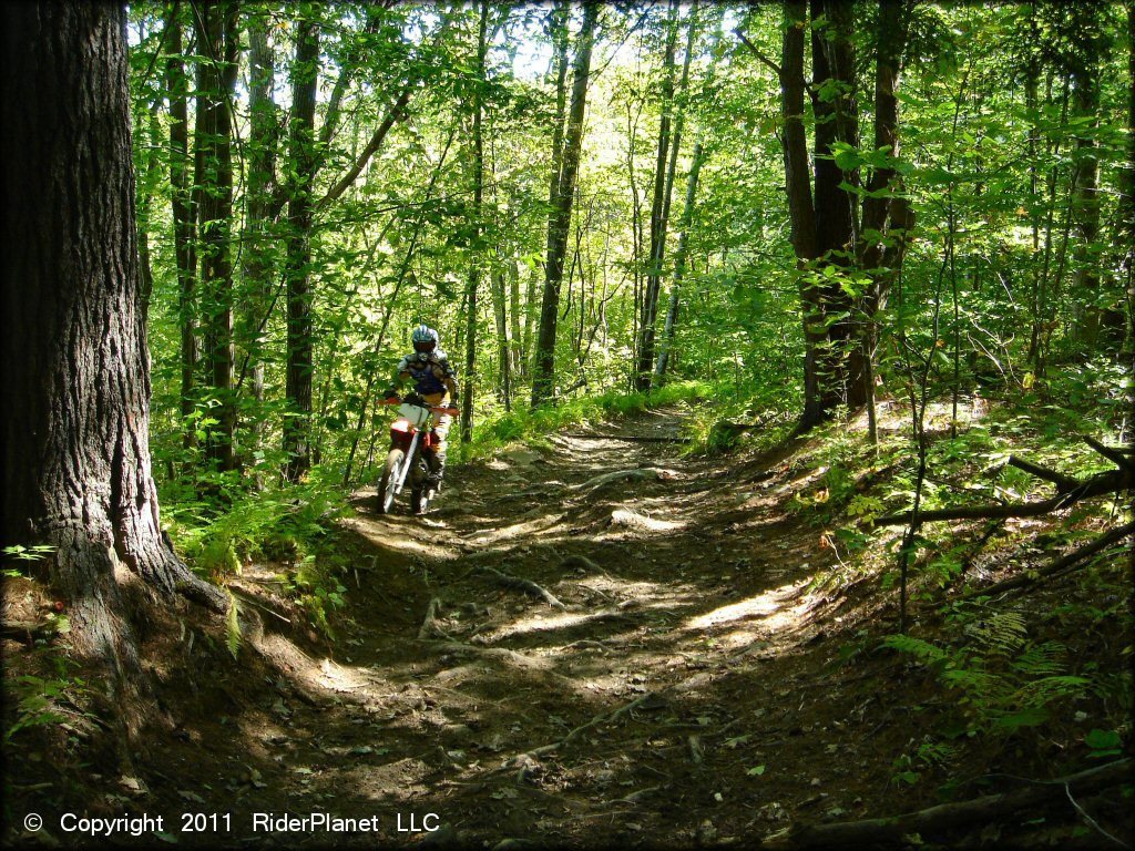 Beartown State Forest Trail