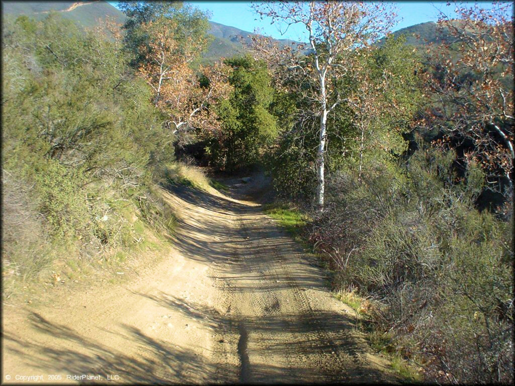 Close up photo of ATV trail going through a section of trees.