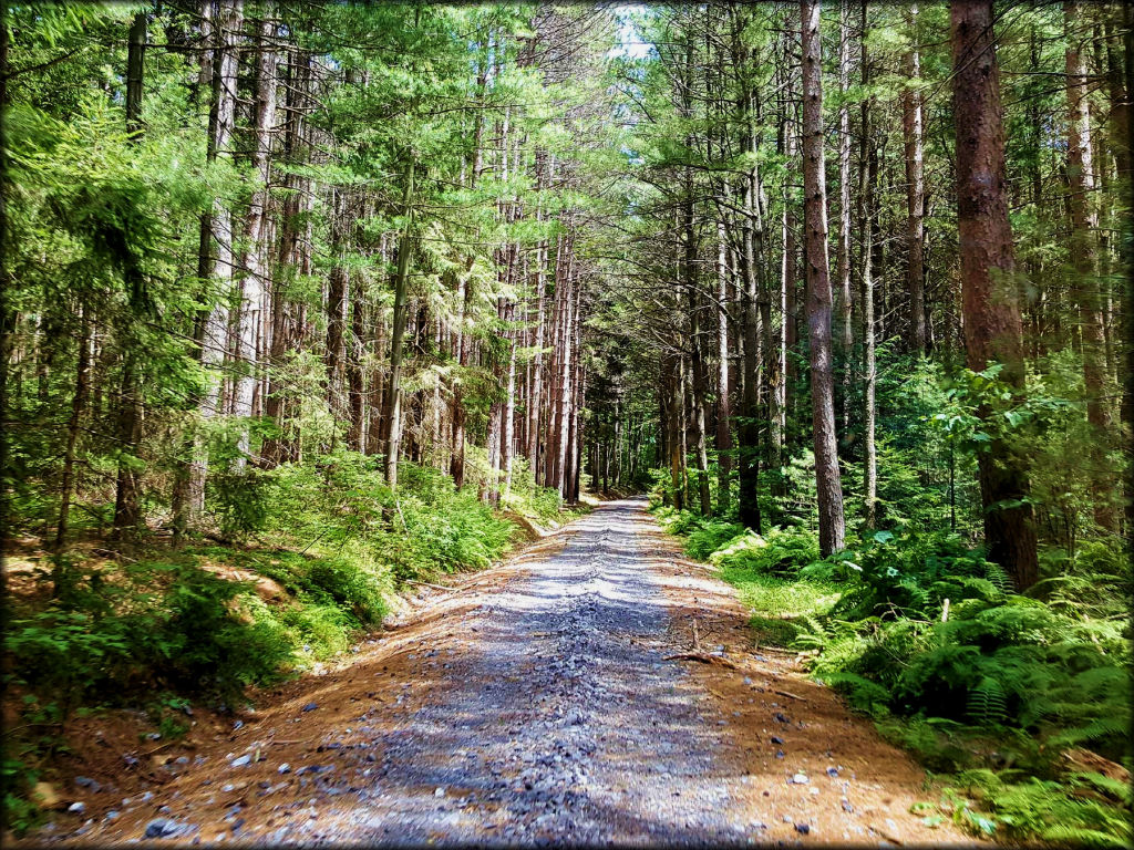 Haneyville ATV Trails