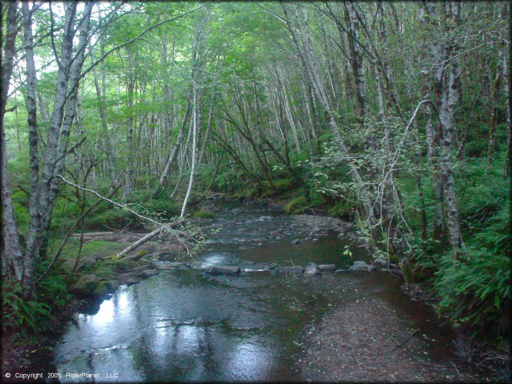 Scenery at Trask OHV Area Trail