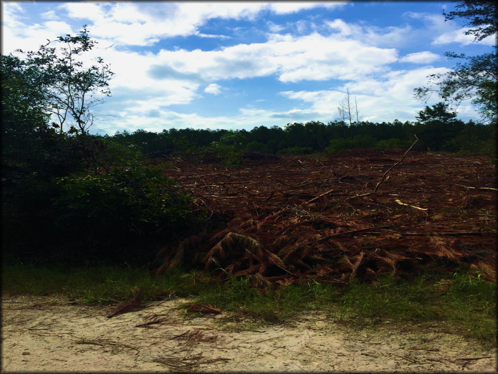 St. Marys Shoals Park Trail